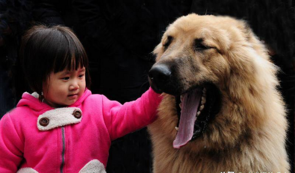 世界上最凶猛的狗排行榜前十名