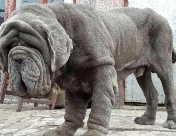 世界上最凶猛的狗排行榜前十名