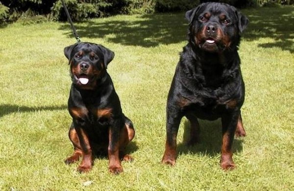 世界上最凶猛的狗排行榜前十名