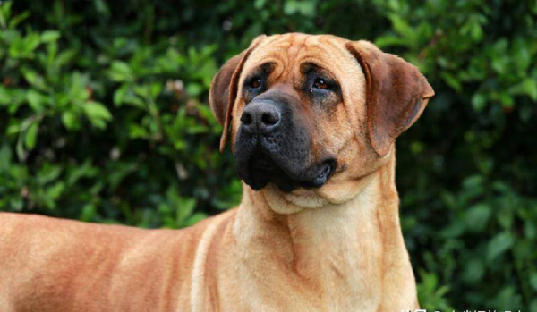 世界上最凶猛的狗排行榜前十名