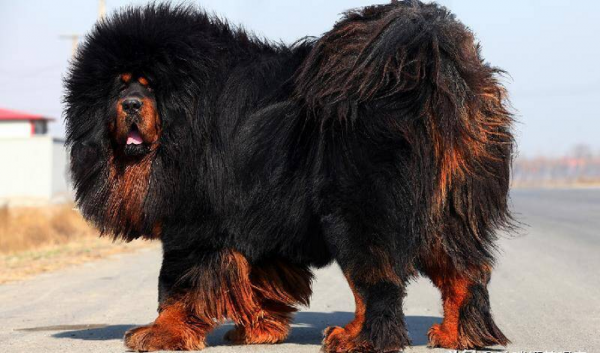 世界上最凶猛的狗排行榜前十名