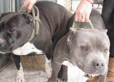 世界上最凶猛的狗排行榜前十名