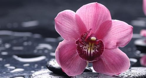 弘一法师对人生感悟境界