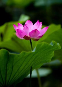 感悟人生的佛语经典句子大全 见解独到发人深省人生智慧