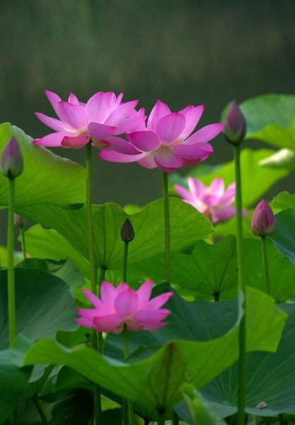 感悟人生的佛语经典句子大全