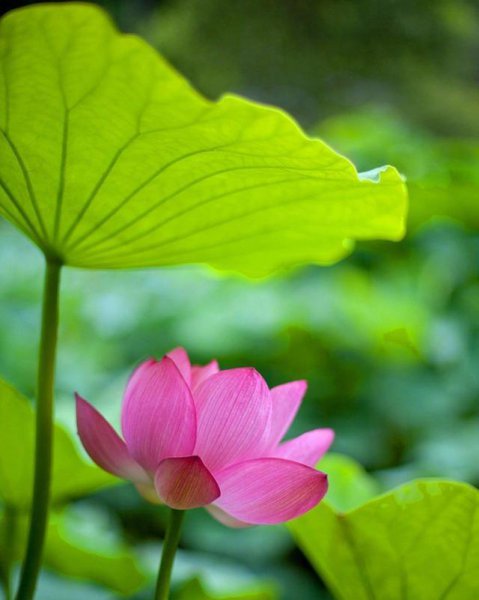 感悟人生的佛语经典句子大全