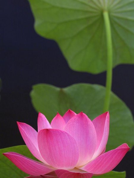 感悟人生的佛语经典句子大全