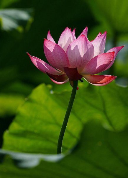 感悟人生的佛语经典句子大全