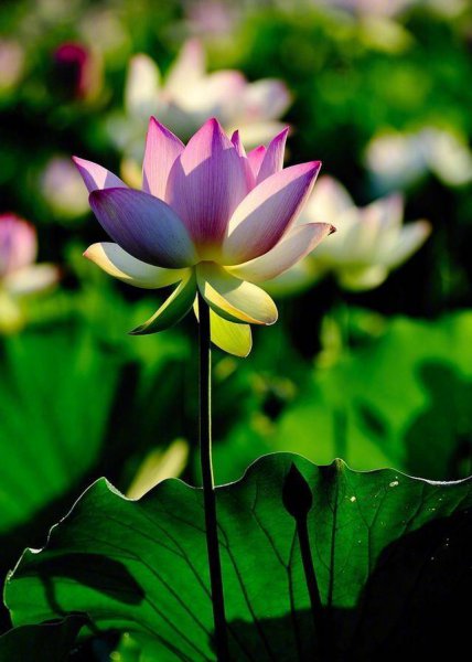 感悟人生的佛语经典句子大全