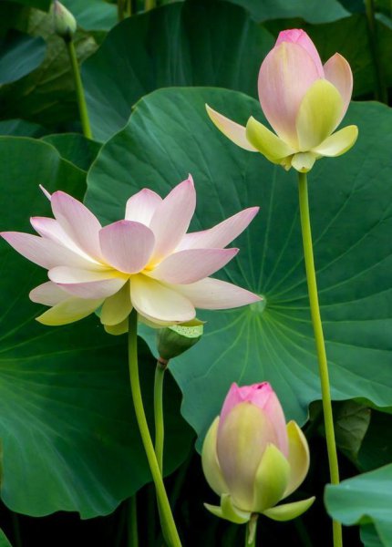 感悟人生的佛语经典句子大全