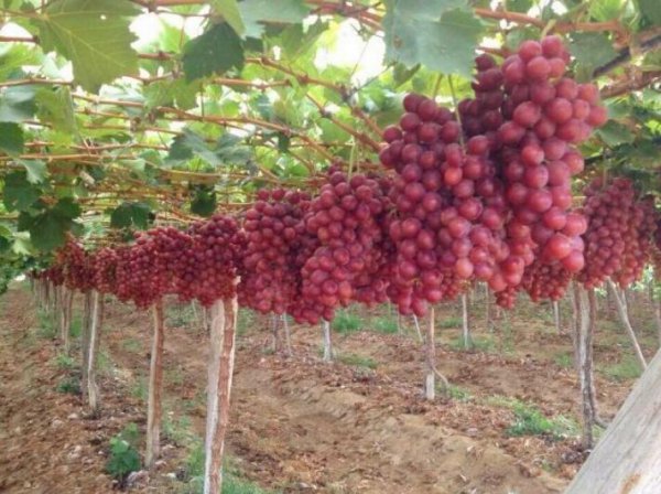 妮娜皇后葡萄苗的特点介绍