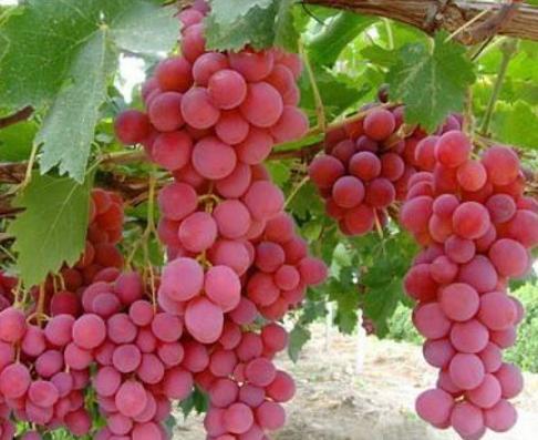 妮娜皇后葡萄苗的特点介绍