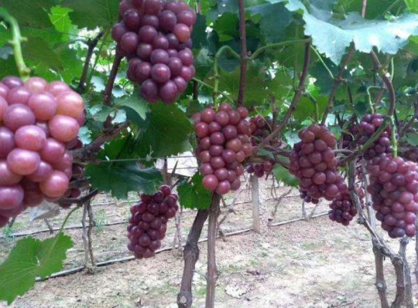 妮娜皇后葡萄苗的特点介绍