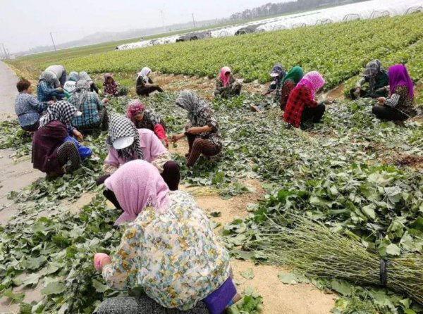 妮娜皇后葡萄苗的特点介绍