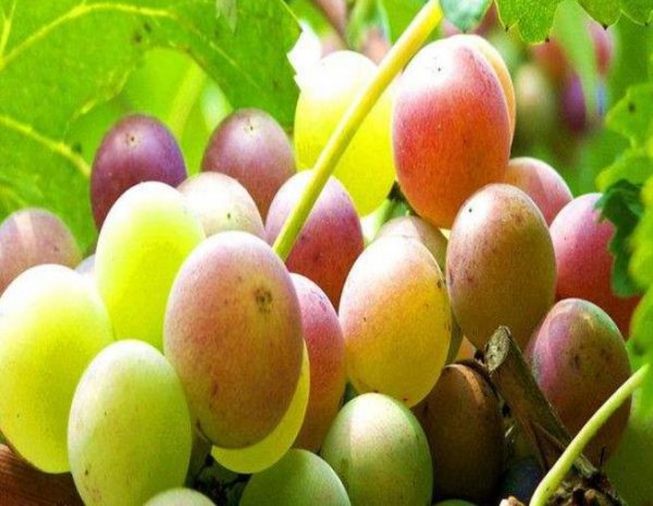 妮娜皇后葡萄苗的特点介绍