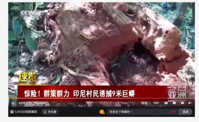 世界上最长的蟒蛇有多长有多大 巨蟒泰坦蟒有多少米长