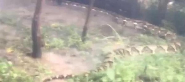 世界上最长的蟒蛇有多长有多大