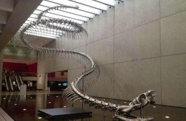 世界上最长的蟒蛇有多长有多大