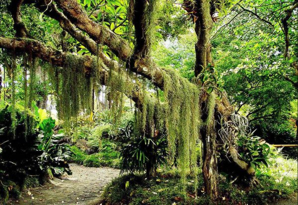 世界上最长的蟒蛇有多长有多大