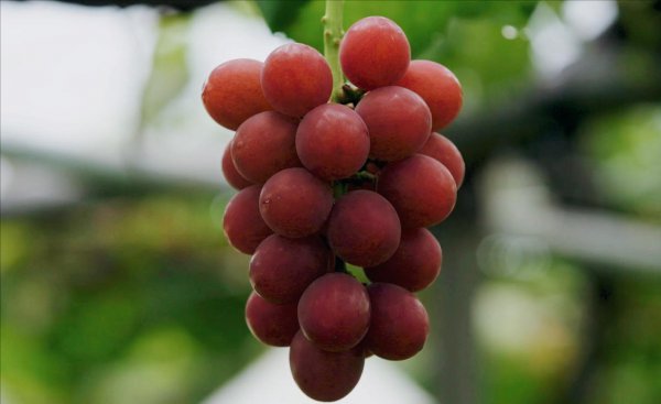 世界上最贵的水果排名