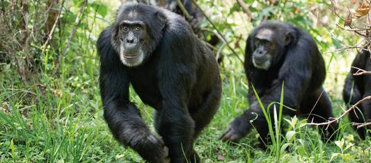 世界上最小的猴子叫什么