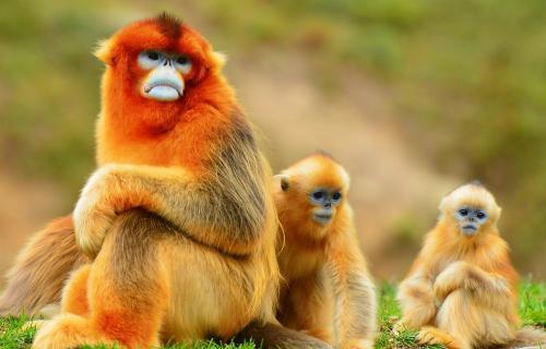 世界上最小的猴子叫什么