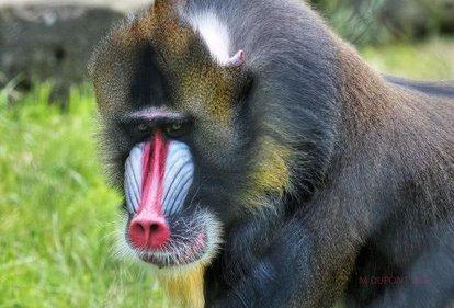 世界上最小的猴子叫什么