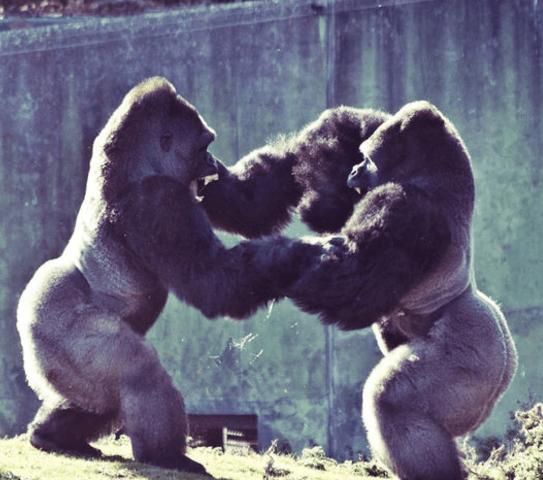 世界上最小的猴子叫什么