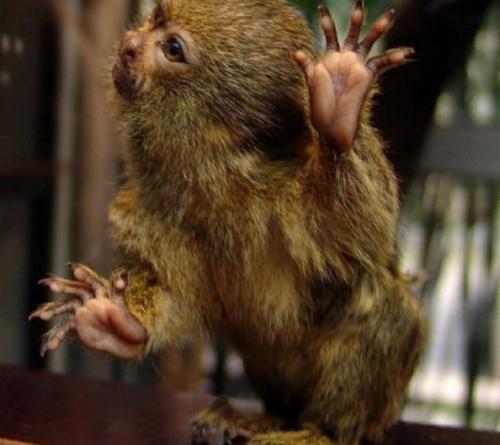 世界上最小的猴子叫什么