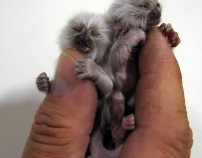 世界上最小的猴子叫什么