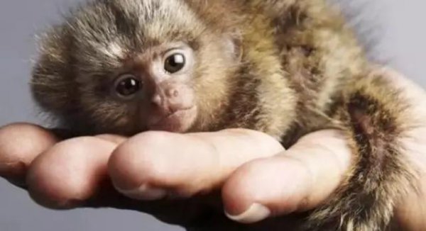 世界上最小的猴子叫什么