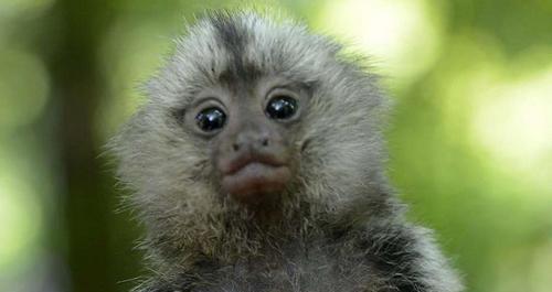 世界上最小的猴子叫什么