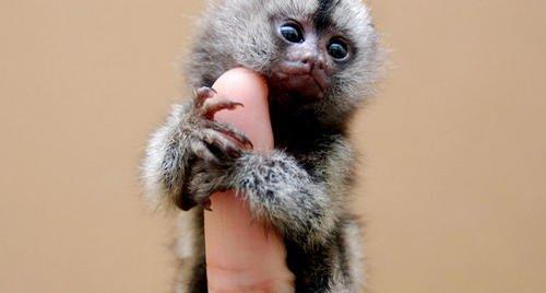 世界上最小的猴子叫什么