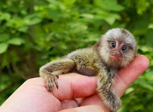 世界上最小的猴子叫什么