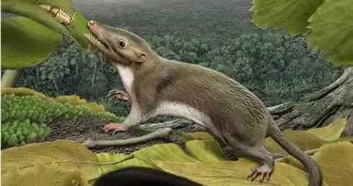 世界上最小的猴子叫什么