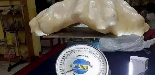 世界上最大的珍珠有多大图片
