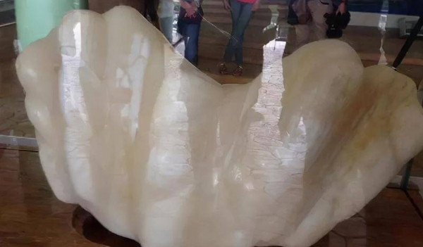 世界上最大的珍珠有多大图片