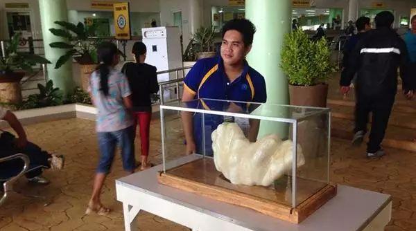 世界上最大的珍珠有多大图片