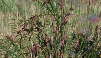 1942河南大饥荒真实历史情况 河南受灾闹饥荒原因