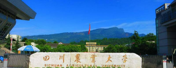 四川的985大学有几所