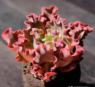 女王花笠多肉植物状态图 女王花笠老桩怎么养殖