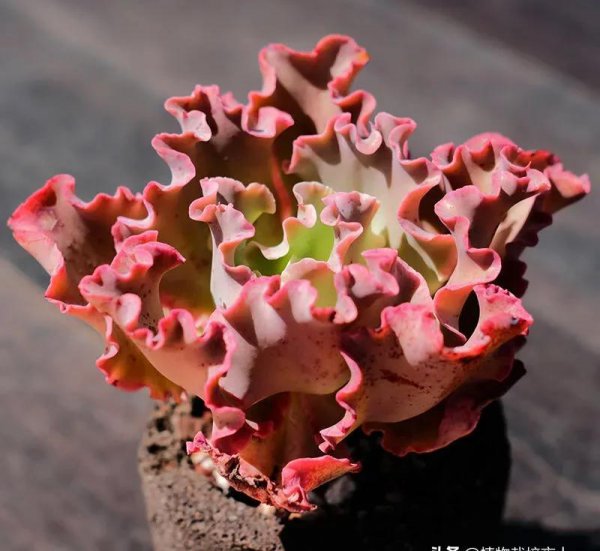 女王花笠多肉植物状态图