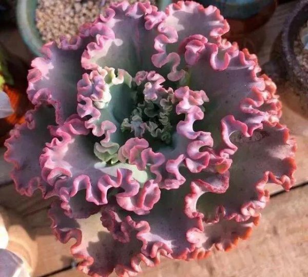 女王花笠多肉植物状态图