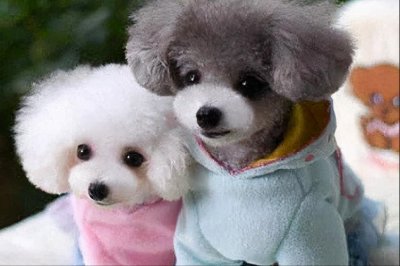 泰迪哪个颜色最贵图片 泰迪狗什么颜色的品种最好