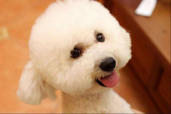 泰迪哪个颜色最贵图片