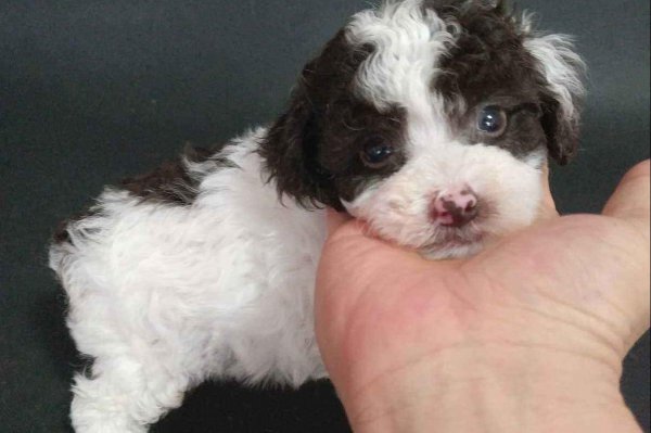 泰迪哪个颜色最贵图片