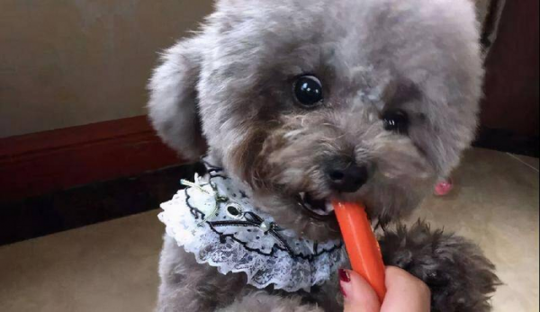 泰迪哪个颜色最贵图片