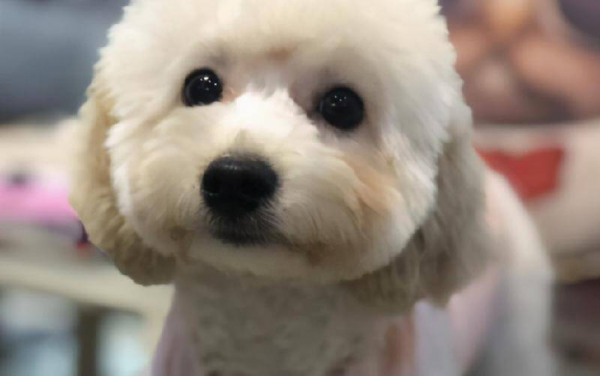 泰迪哪个颜色最贵图片