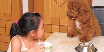 泰迪哪个颜色最贵图片