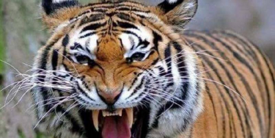 世界上咬合力最强的动物 咬合力最强的动物排名前十